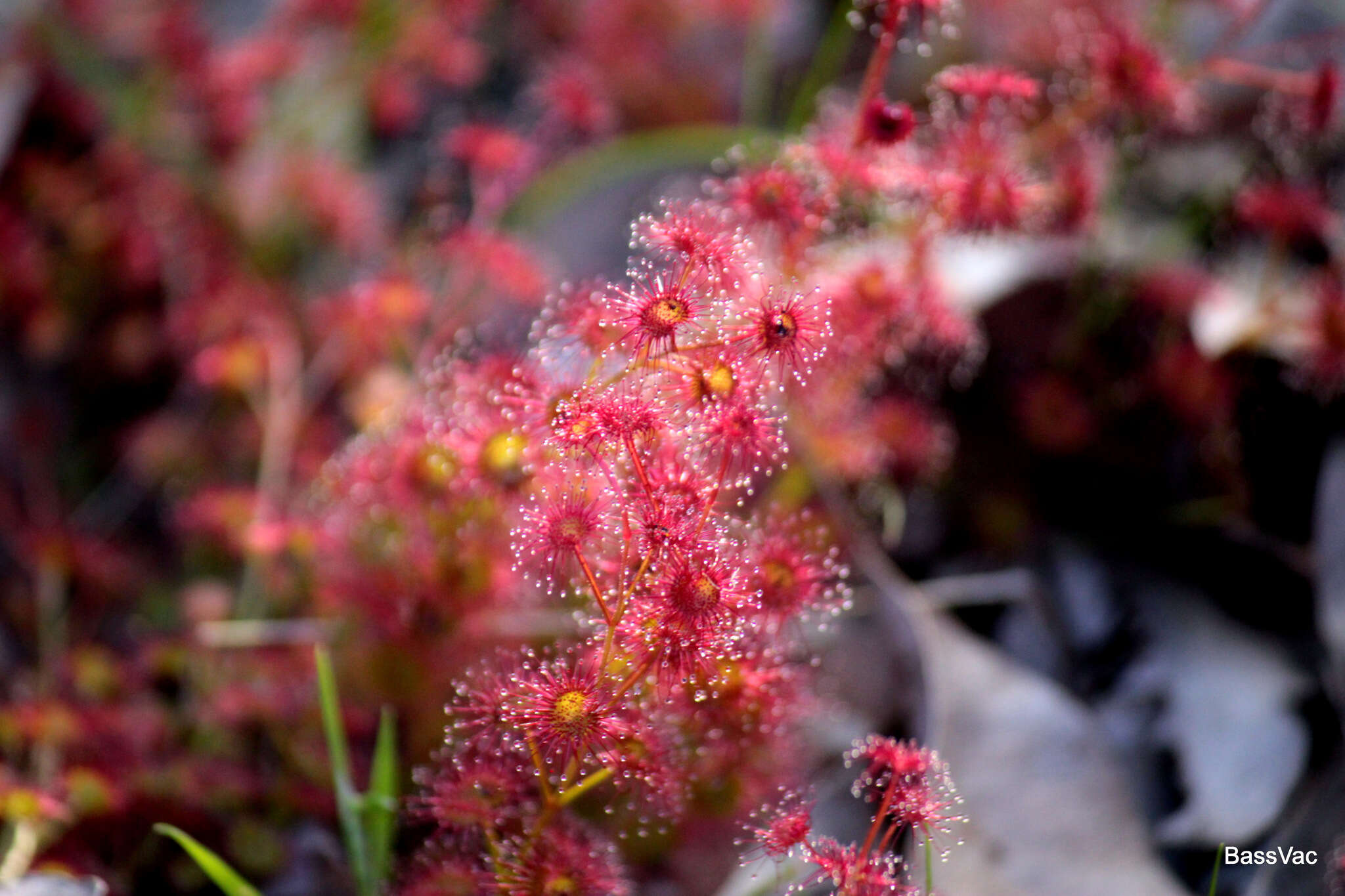 Image de Drosera stolonifera Endl.