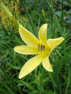 Image of Daylily