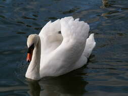 Image of Mute Swan