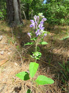 Image of hairy skullcap