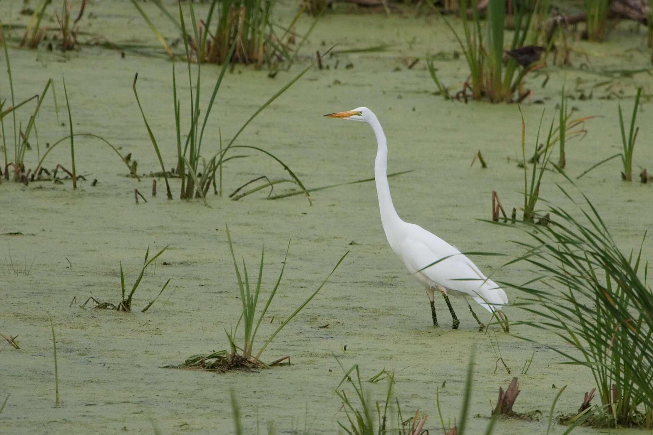 Image of Great Egret