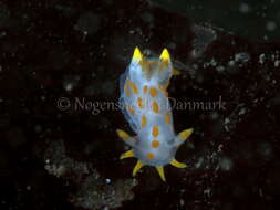 Image of Fourline nudibranch