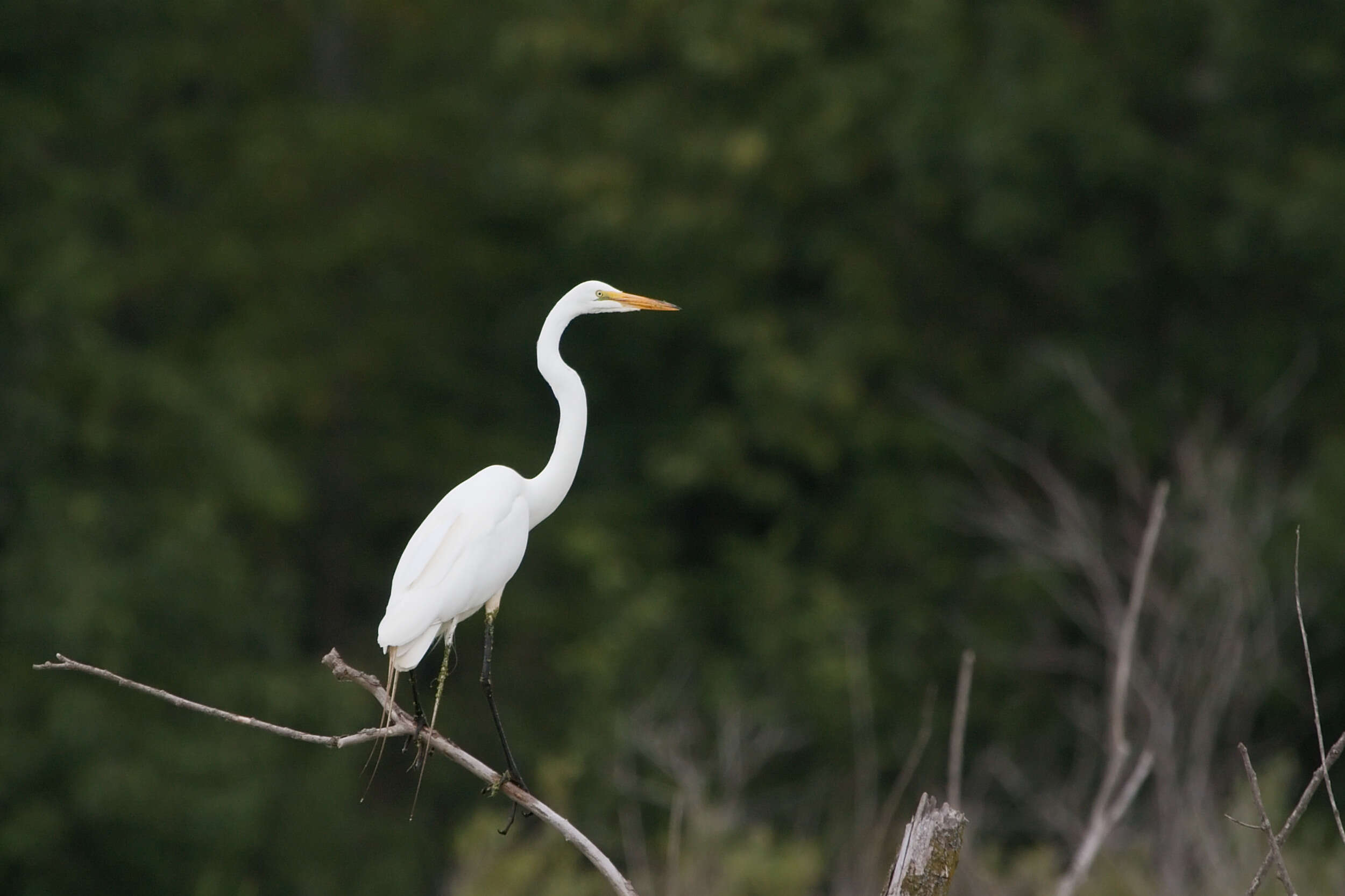 Image of Great Egret