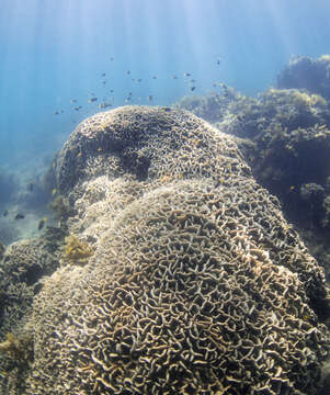 Image of Cactus Coral