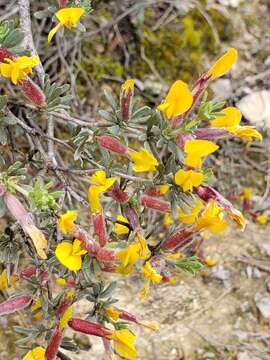 Plancia ëd Cytisopsis dorycniifolia