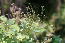 Image of big yellow velvetleaf