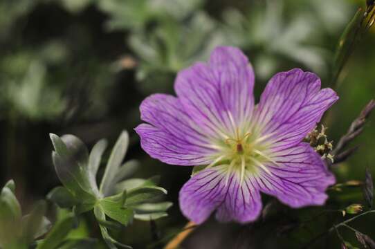 Image of silvery cranesbill