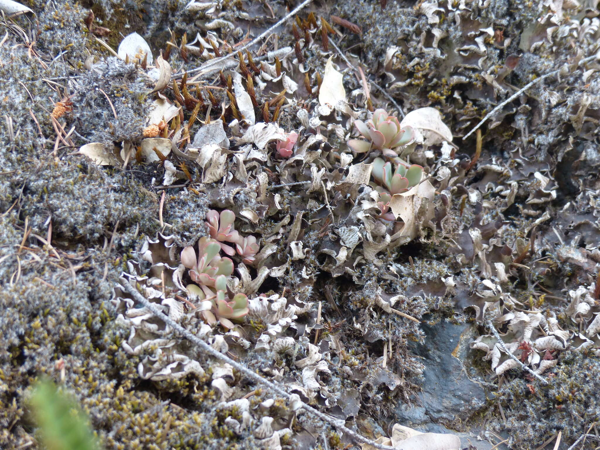 Image of Heckner's stonecrop