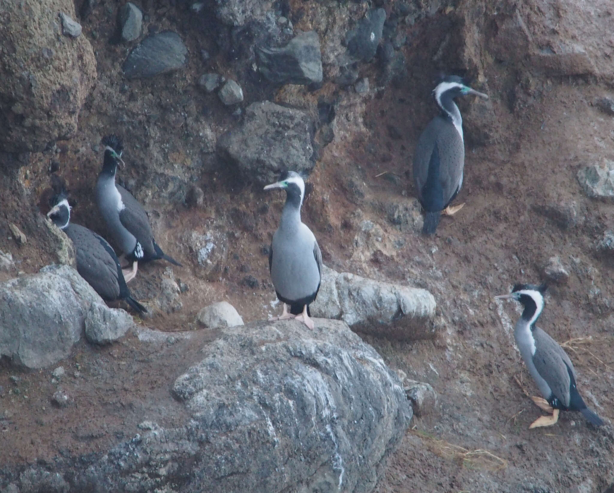 Image of Spotted Shag