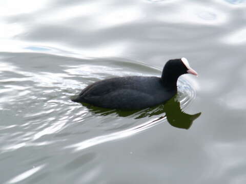 Image of Common Coot