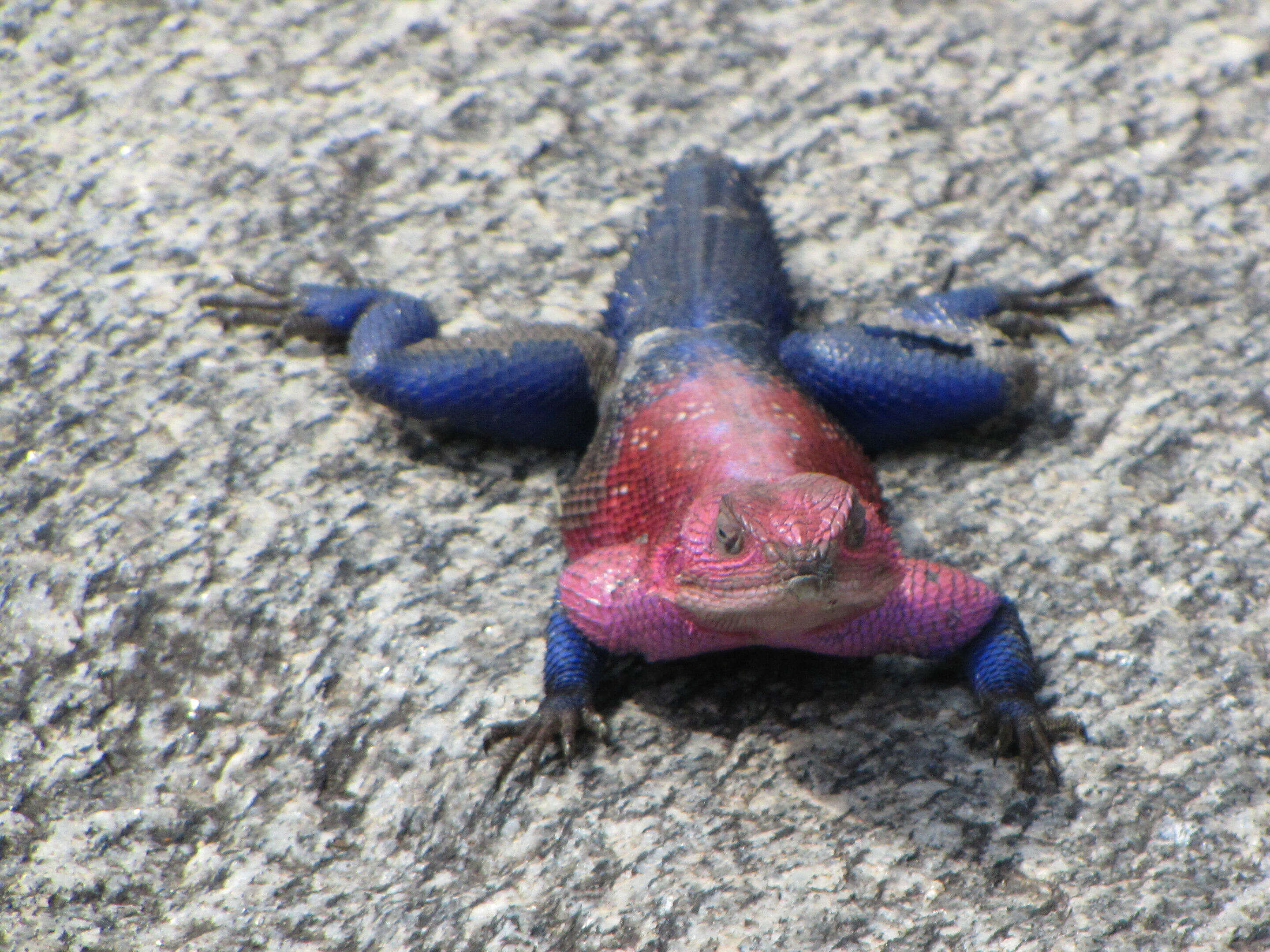 Image of Mwanza Flat-headed Rock Agama