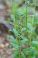 Image of Salvia plebeia R. Br.