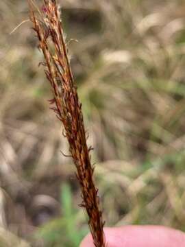 Image of Golden velvet grass