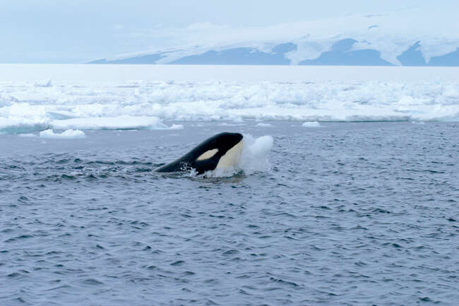 Image of killer whale