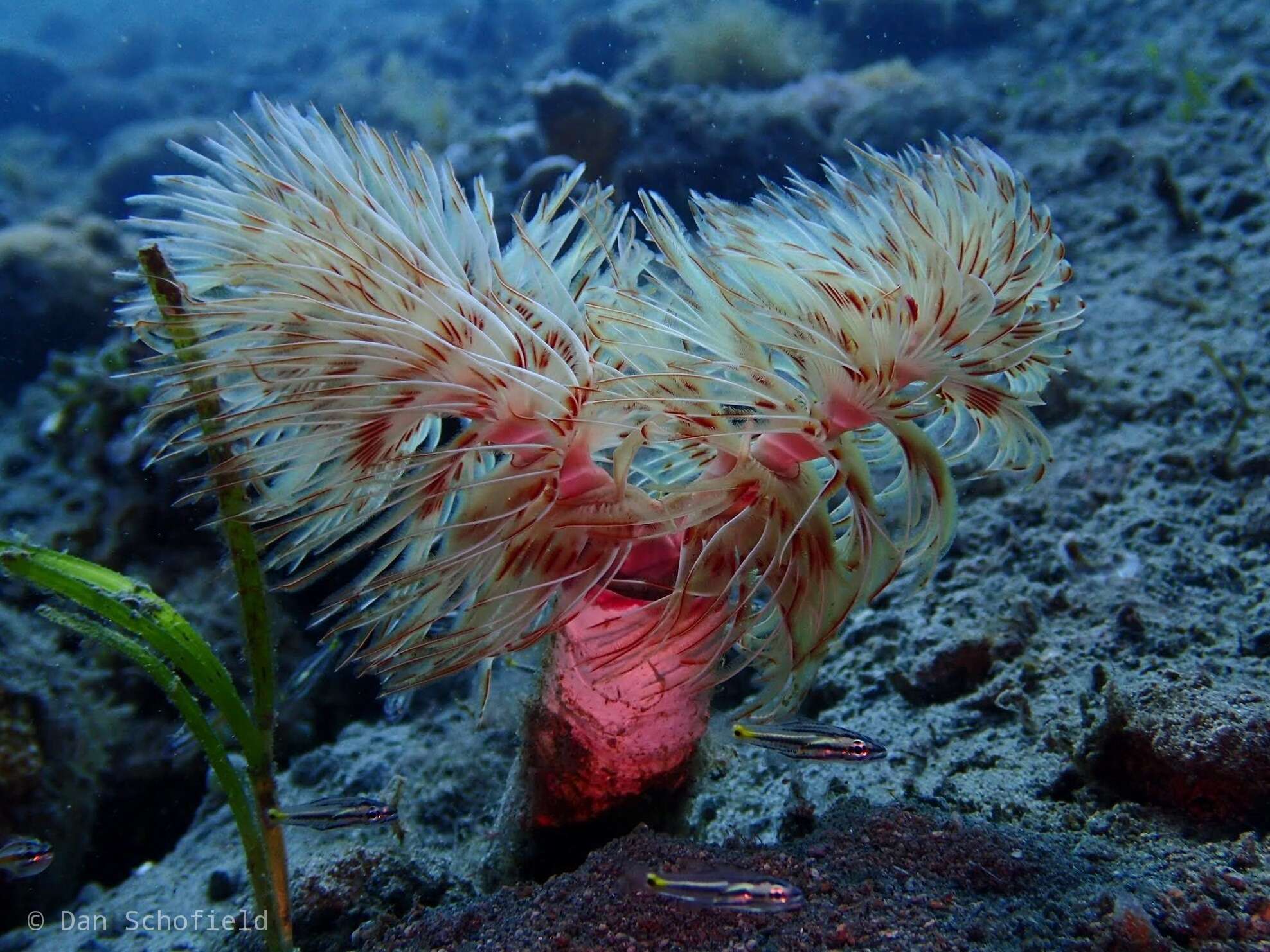 Image of hard tube coco worm