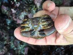 Image of ninetooth pebble crab