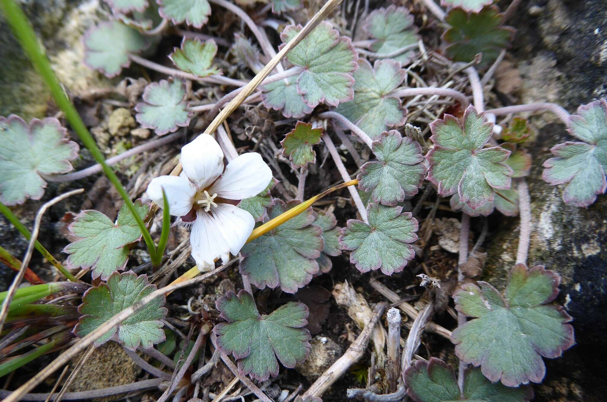 Image of Geranium socolateum