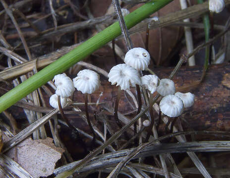 صورة Marasmius rotula (Scop.) Fr. 1838