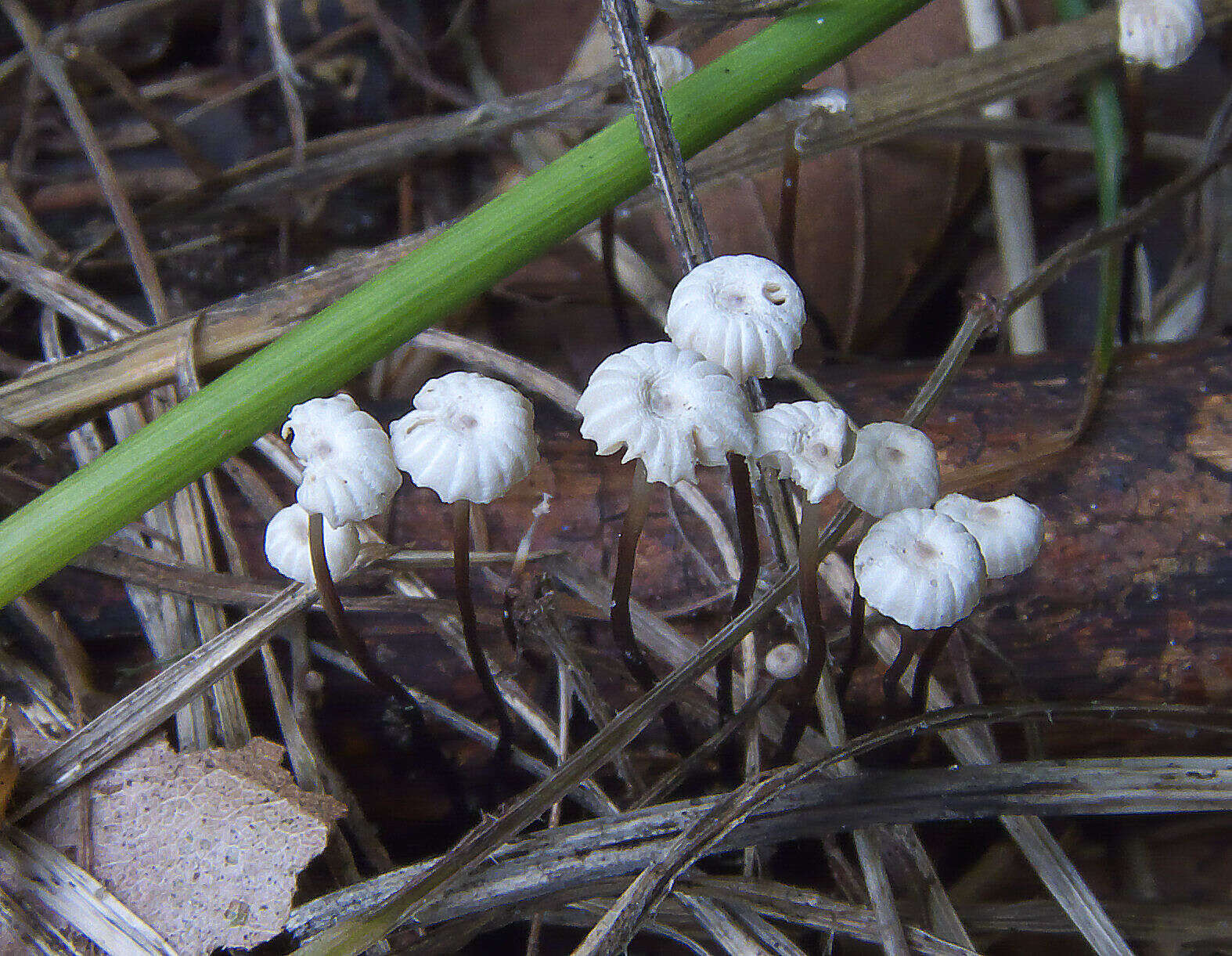 Image of Marasmius rotula (Scop.) Fr. 1838