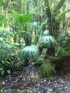 Image of Chinese windmill palm