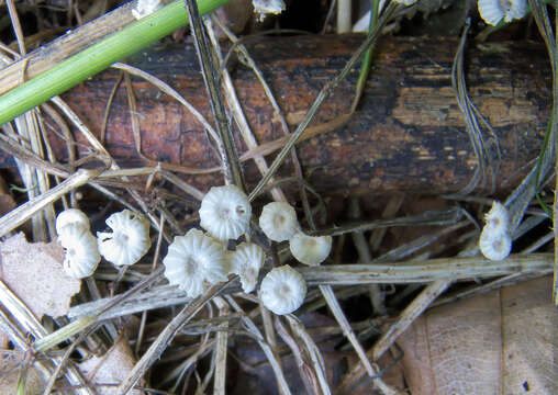 صورة Marasmius rotula (Scop.) Fr. 1838