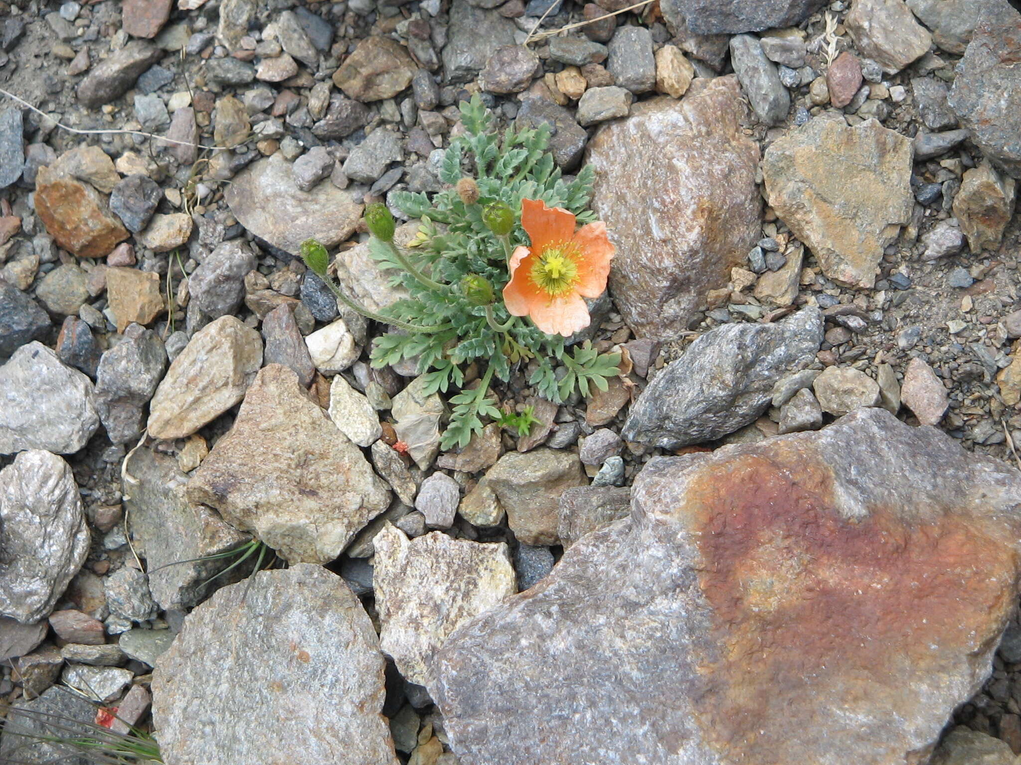 Imagem de Papaver alpinum L.