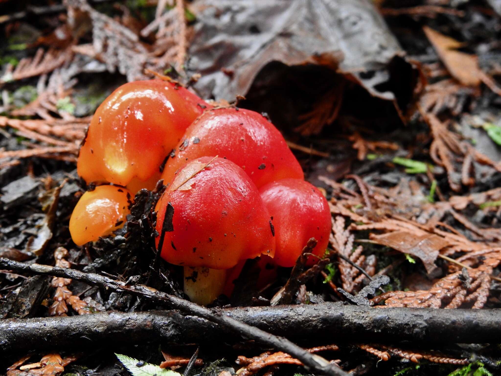 Imagem de Hygrocybe laetissima (A. H. Sm. & Hesler) Singer 1951