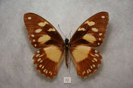 Image of African Swallowtail