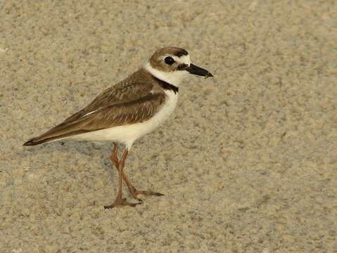 Image of Wilson's Plover