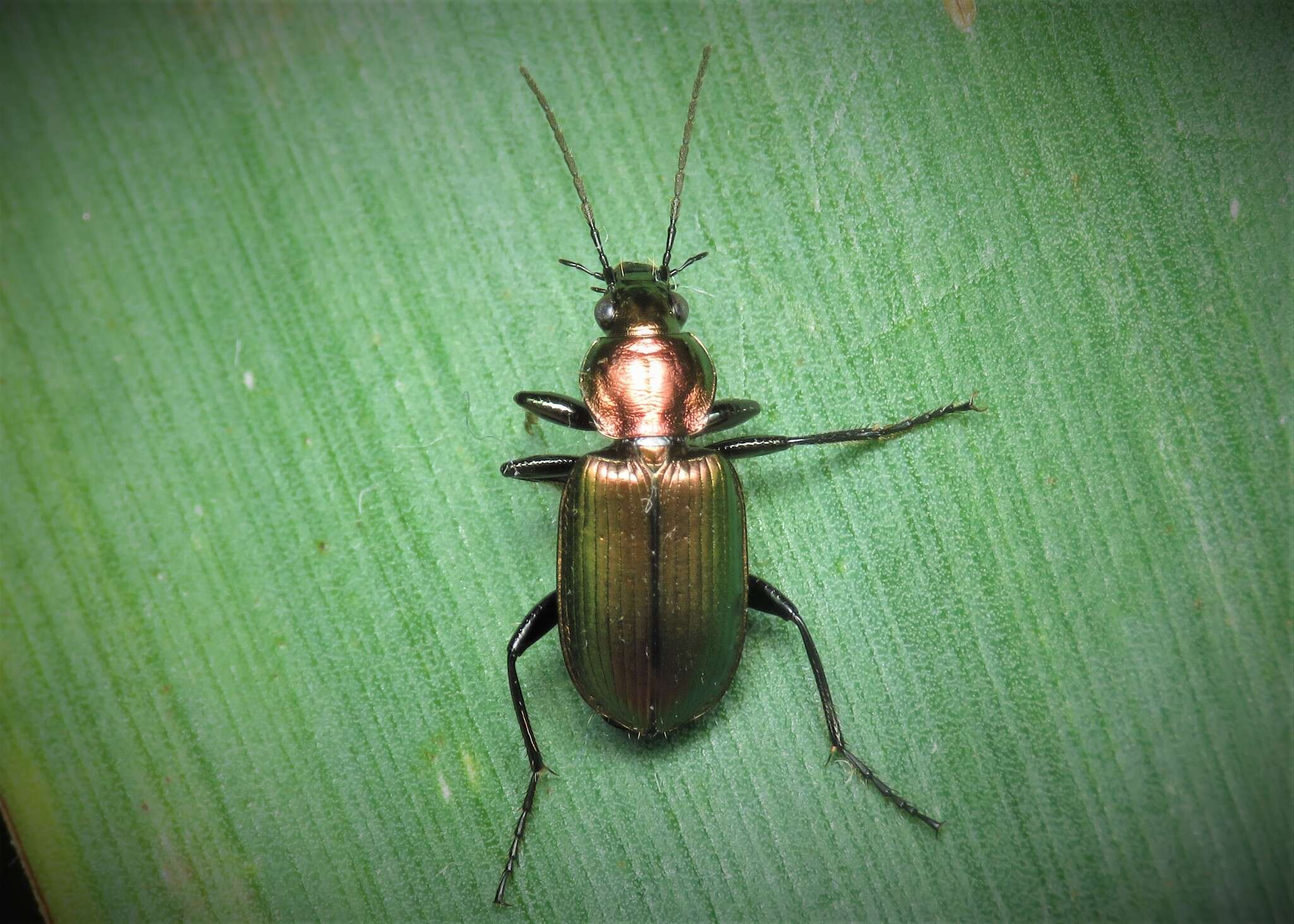 Image of Agonum (Olisares) viridicupreum (Goeze 1777)