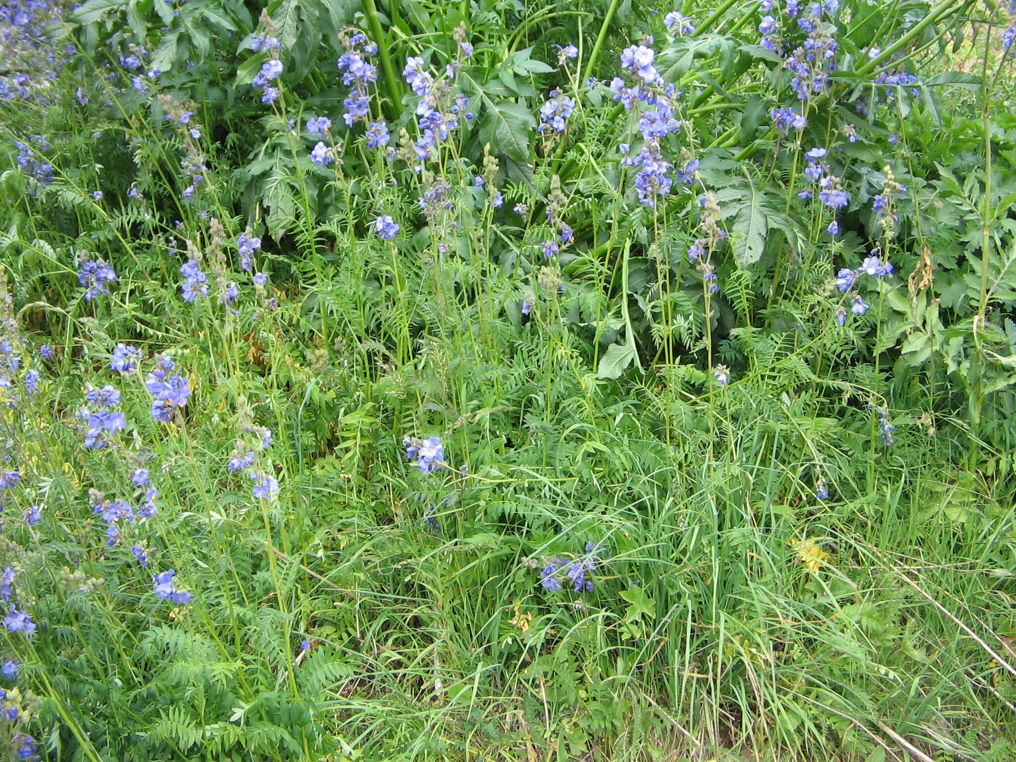 Image de Polémoine bleue