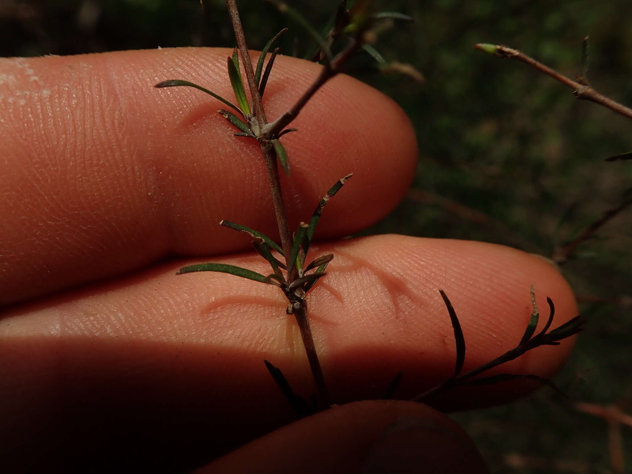 Image of Coprosma intertexta G. Simpson