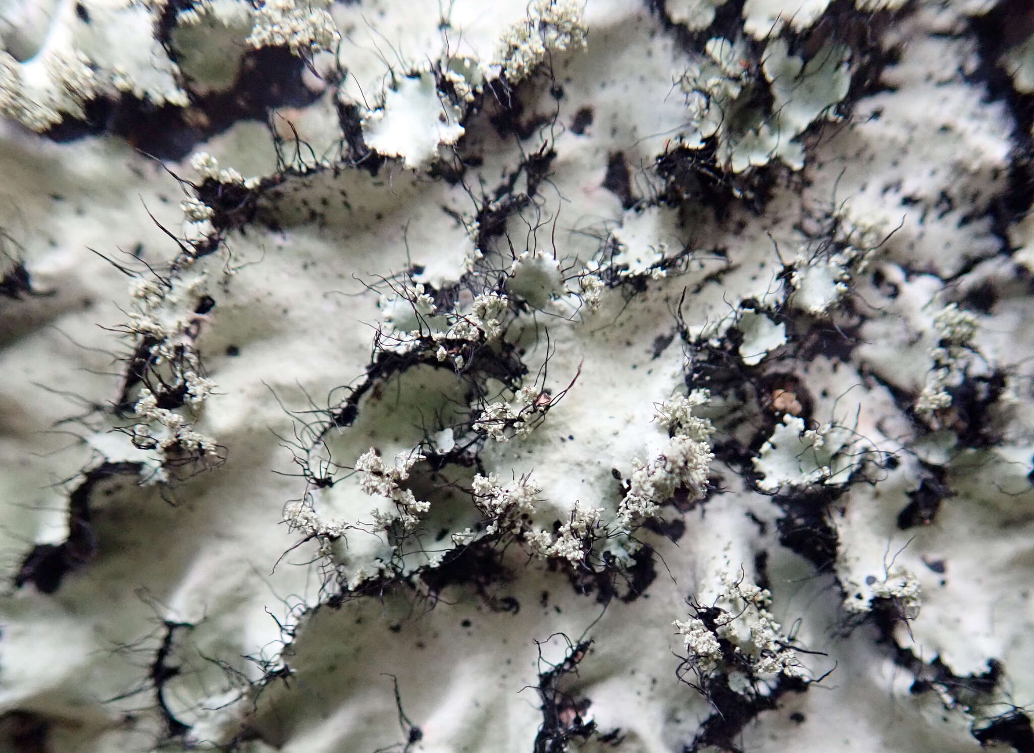 Image of Melliss' parmotrema lichen