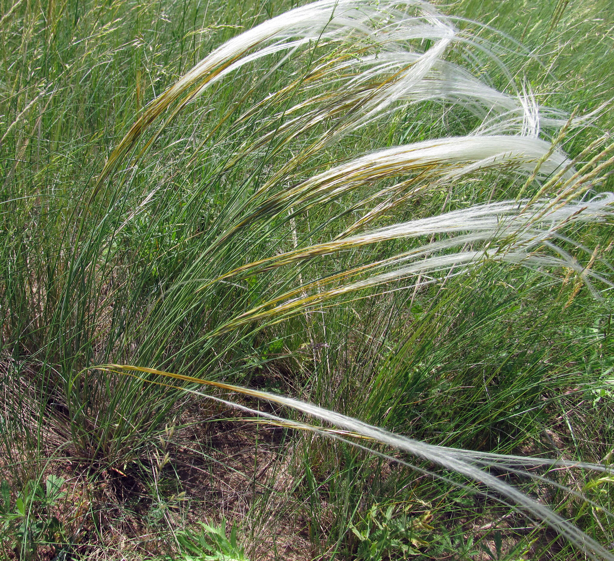 Sivun Stipa dasyphylla (Lindem.) Czern. ex Trautv. kuva