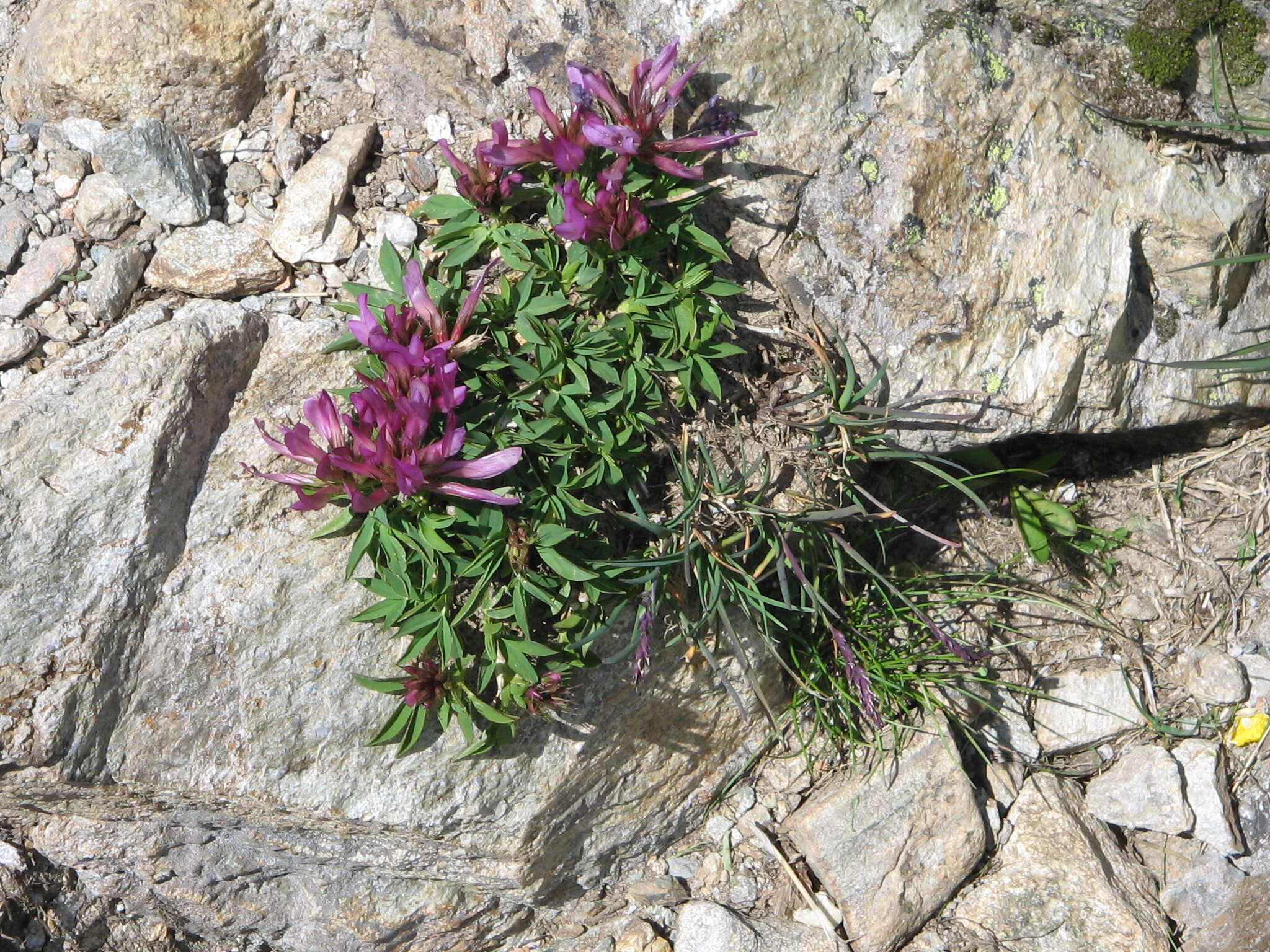 Image of alpine clover