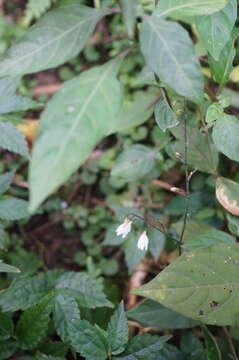 صورة Codonacanthus pauciflorus (Wall. ex Nees) Nees