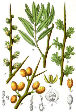 Imagem de Hippophae rhamnoides L.