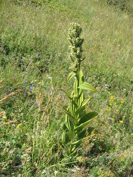 Image of European white hellebore