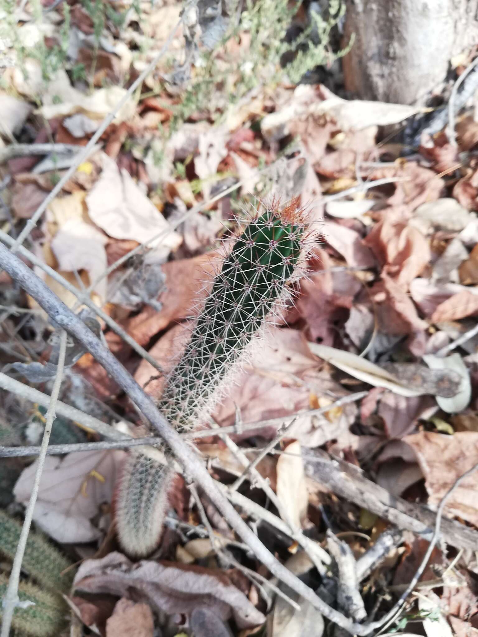 Image of <i>Acanthocereus oaxacensis</i>