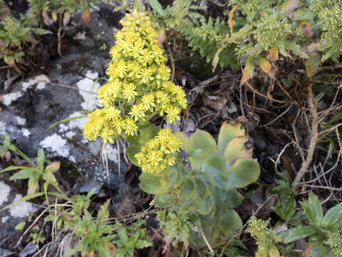 Image of Aeonium cuneatum Webb & Berth.