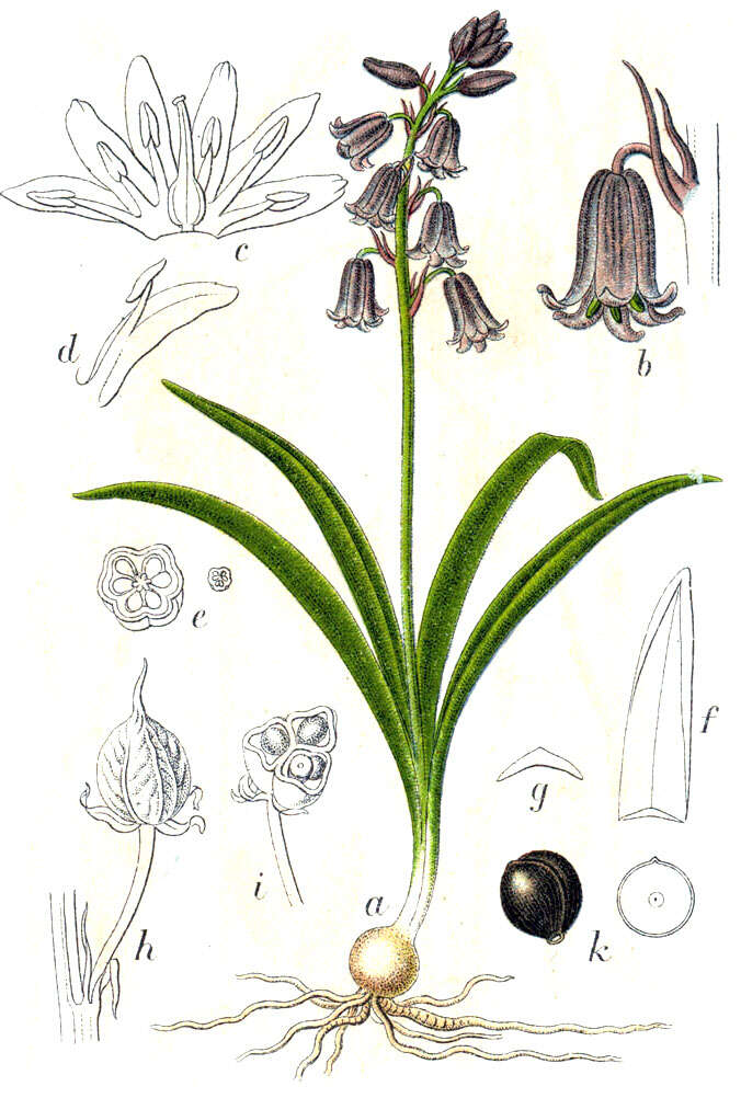 Image of Common Bluebell