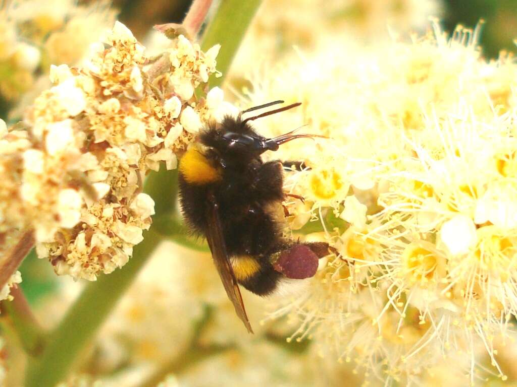 Image of White-tailed bumblebee