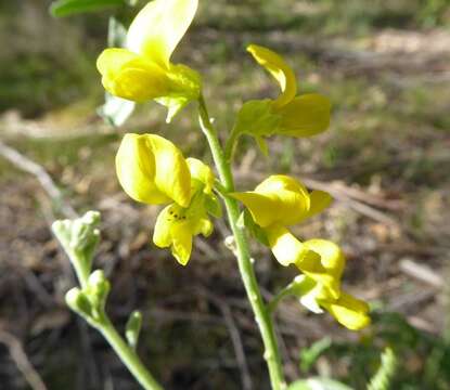 Image of Sophora fraseri Benth.