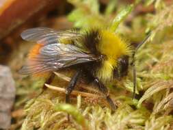 Plancia ëd Bombus pratorum (Linnaeus 1761)