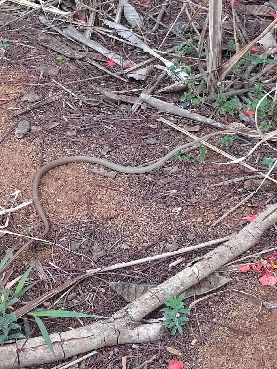 Image of Wagler's Puffing Snake