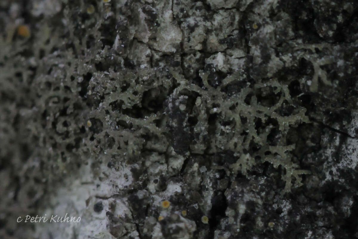 Image of wreath lichen