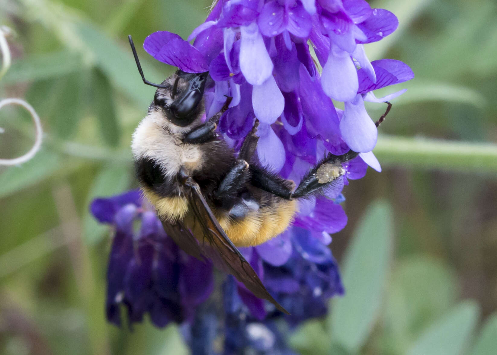 Imagem de Bombus appositus Cresson 1879