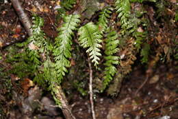 Image of Hymenophyllum pectinatum Cav.