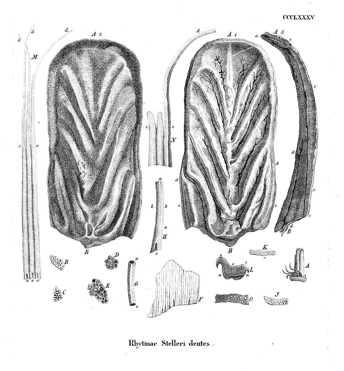 Image of Steller's Sea Cows