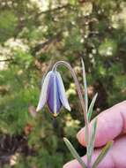 Fritillaria fleischeriana Steud. & Hochst. ex Schult. & Schult. fil. resmi